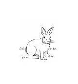 Cottontail sketch template