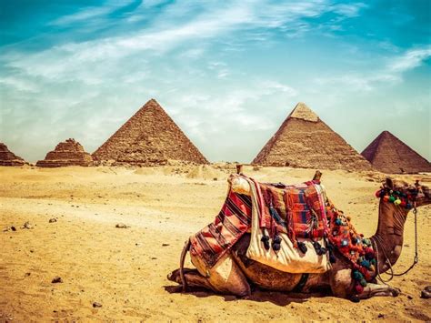 Camel At Giza Pyramid Of Khufu Or Cheops Pyramid Oldest