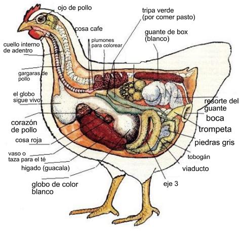 anatomia de gallina la pieza de pollo la   se  ni flickr