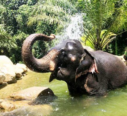 elephant spa shows indians love  pamper  pets
