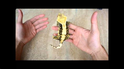 handling crested geckos youtube