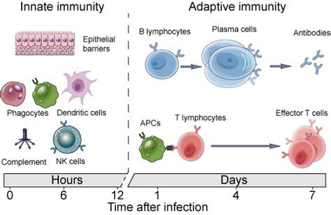 sex differences in innate versus adaptive immune response to