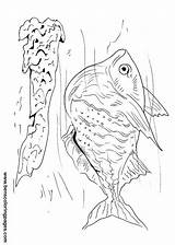 Hatchet Hatchetfish Coloring Fish Handout Below Please Print Click sketch template