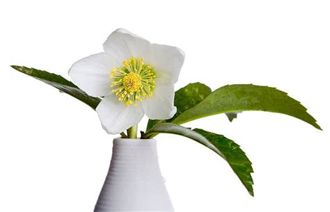 christmas rose stock  pictures royalty  images istock