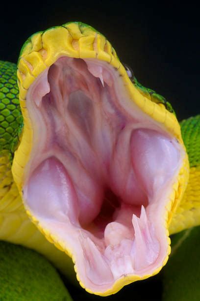 snake mouth stock  pictures royalty  images istock