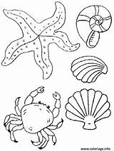 Crabe Coloriage Coquille Imprimer Dessin sketch template