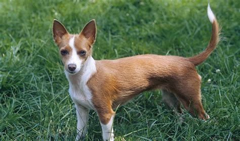 portuguese podengo dog breed information