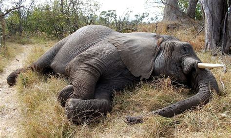 mass elephant die   botswana awareness act