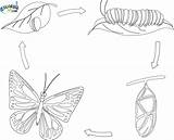Butterfly Cycle Life Coloring Pages Clipart Kids Printable Line Drawings Clipground Kid Online Cliparts sketch template