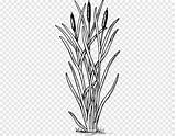 Typha Plants Child Aquatic Swamp Latifolia Leaf Coloring Book People Pngwing sketch template