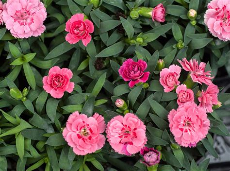 carnations plant care  growing guide