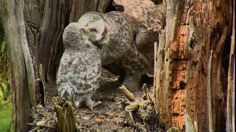 great gray owl nest female comes to nest with 4 noises