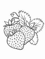 Mewarnai Frutas Erdbeeren Buah Untuk Bordar Strawberries Ausmalen Colorear Erdbeer Zum Patrones Illustrations Paud Verduras Legumes Zeichnen Colouring Schablonen Diseños sketch template