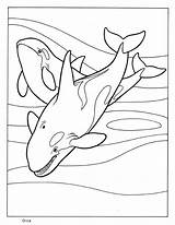 Coloring Orca Pages Whale Killer Kids Mammals Printable Book Mammal Animal Shamu Whales Sperm Colouring Educational Fun Drawing Getcolorings Getdrawings sketch template
