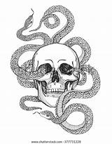Snake Skull Serpent Schlange Skalle Serpente Vecteur Slang Vectorillustratie Schedel Uitstekende Annata Vettore Cranio Crâne Orm Schädel Och Knochen Ormen sketch template