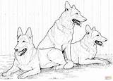 Coloring German Shepherd Pages Dog Dogs Printable Husky Realistic Color Kids Print Shepherds Siberian Puppy Adult Drawing Supercoloring Colouring Puppies sketch template