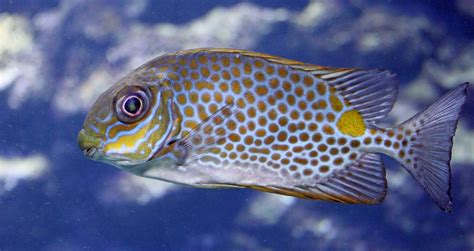 images underwater swim colorful fauna aquarium marine