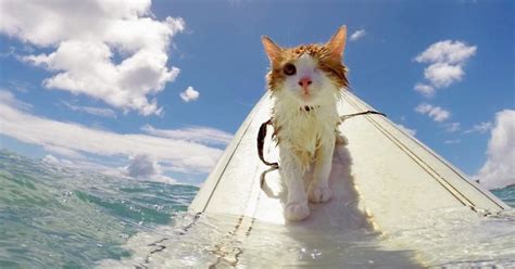 Stunning One Eyed Cat Who Loves Swimming And Surfing In Hawaii Bored