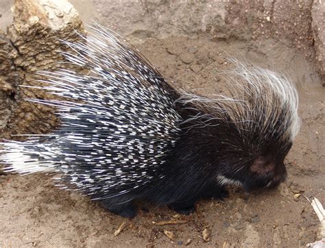 fileafrican crested porcupine hystrix cristata jpg wikimedia commons