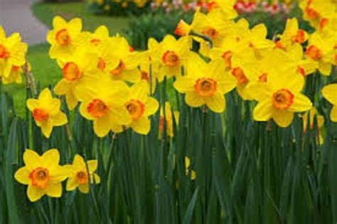 facts  daffodils fact file