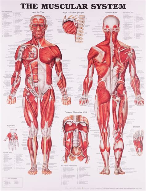 muscles     human body info curiosity