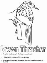 Georgia State Coloring Thrasher Brown Geography Ws Kidzone Usa sketch template