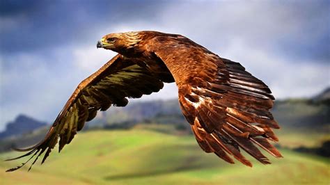 giant eagle express