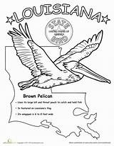 Louisiana State Bird Coloring Worksheets Kids Pages Worksheet Grade Education Flower First Pelican Brown Science Crawfish Birds Choose Board sketch template