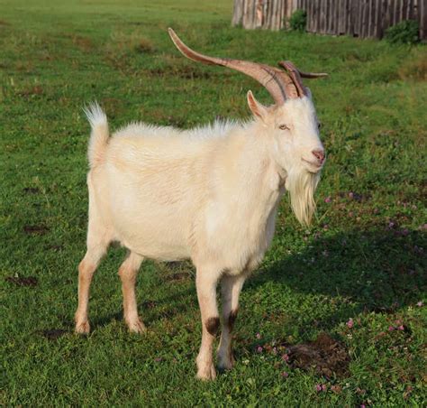 sound   goat      animals