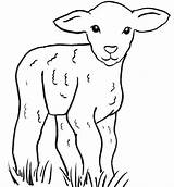 Lamb Coloring Samanthasbell sketch template
