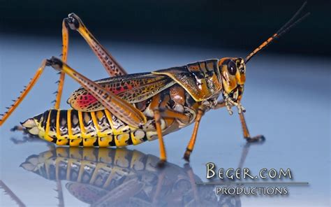 large florida grasshopper  grasshopper    vehicle flickr