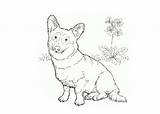 Coloring Pages Dogs Corgi Welsh Comment Logged Must Post sketch template