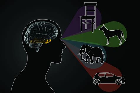 brain distinguishes  objects mit news massachusetts institute  technology