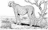 Colouring Cheetah sketch template