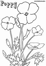 Poppy Coloring Pages sketch template