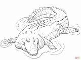 Crocodile Coloring Pages Alligator Drawing Saltwater Aligator Water Crocodiles Animal Pacific Printable Indo Animals Baby Alligators Colouring Colour Supercoloring Python sketch template