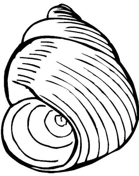 exquisite moon snail seashell coloring page  print