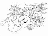 Colouring Coloring Koala Queensland Australia Pages Kids Craft Do Five Animal Designlooter Aboriginal Aussie Sheets Au 96kb 323px Choose Board sketch template