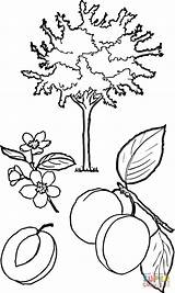 Coloring Tree Apricot Pages Trees Leaves Leaf Fruit Printable Template 54kb Sketch Drawings Print Categories sketch template