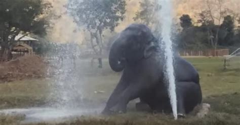 white wolf elephant loves her sprinkler so much she