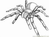 Tarantula Drawing Spider Spiders Coloring Drawings Pencil Draw Araignée Scary Dessin Line Step Pages Bugs Animals Sketch Realistic Insects Web sketch template