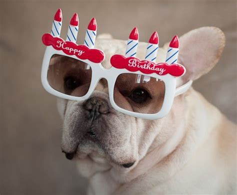 afbeeldingsresultaat voor happy birthday bulldog happy birthday