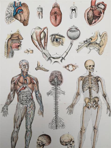 physiology original antique lithograph    inches etsy uk