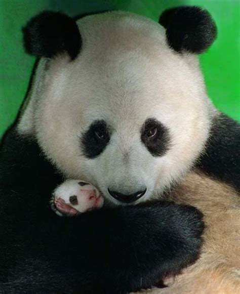 panda  wolong preserve