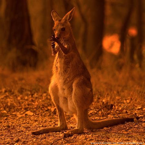 world wildlife fund on instagram “the intense bushfires ravaging