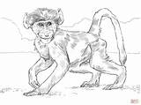 Coloring Monkey Baboon Pages Baby Spider Chacma Drawing Realistic Printable Color Baboons Monkeys Clipart Skip Main Print Comments sketch template