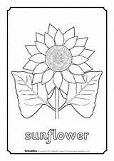 Flowers Sparklebox sketch template