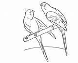 Coloring Parakeet Awesome Drawing Utilising Button Print Otherwise Grab Could Easy sketch template