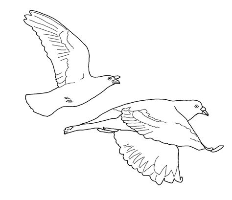 bird coloring pages flying  worksheets