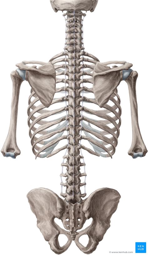 wirbelsaeule columna vertebralis anatomie und aufbau kenhub